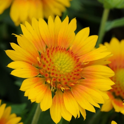 Picture of Gaillardia - Mesa Peach F1